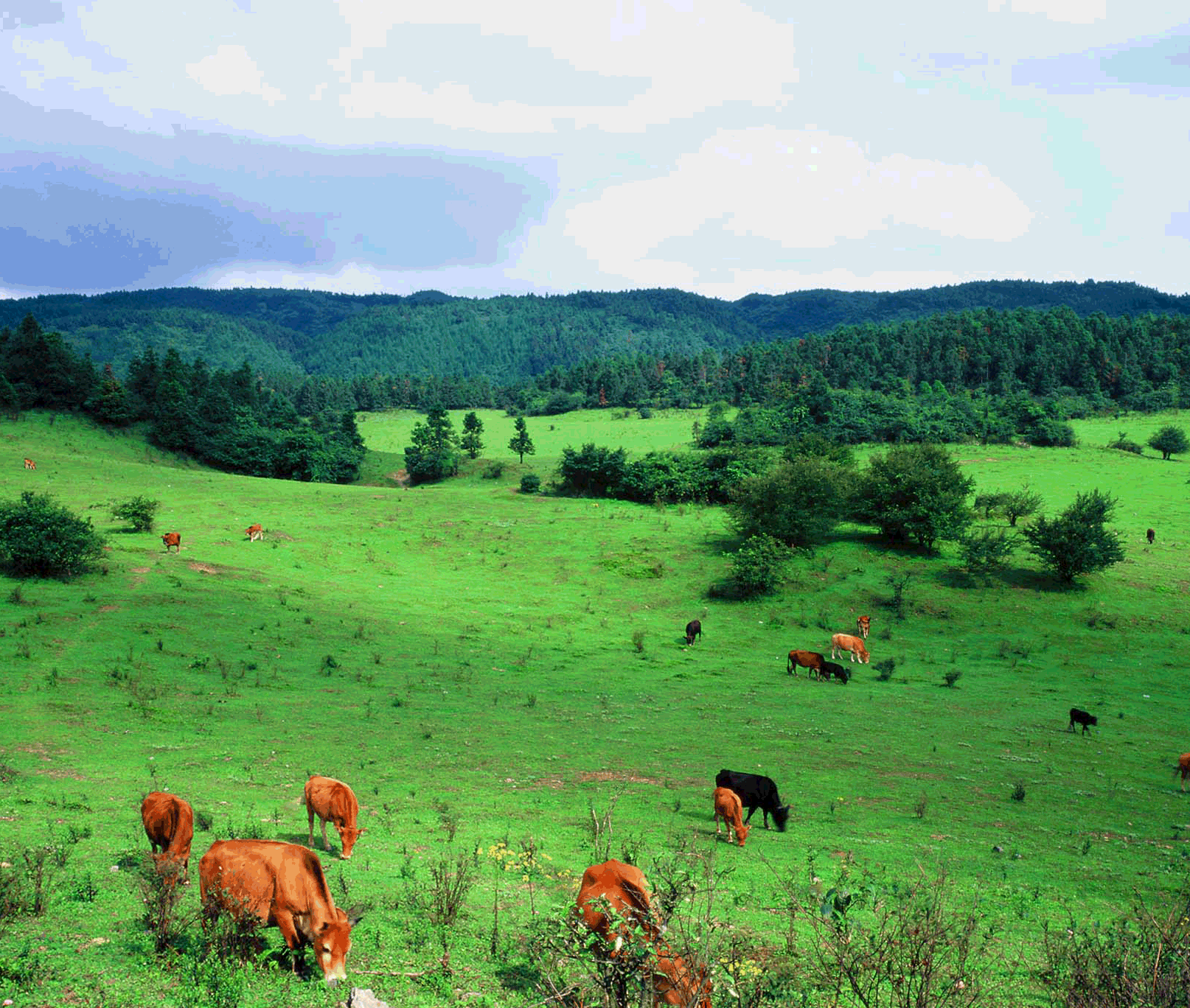 全市喜迎建党百年红色微视频字幕版（交控集团和畅公司）